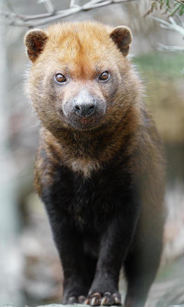 Portrait of Bush dog photo