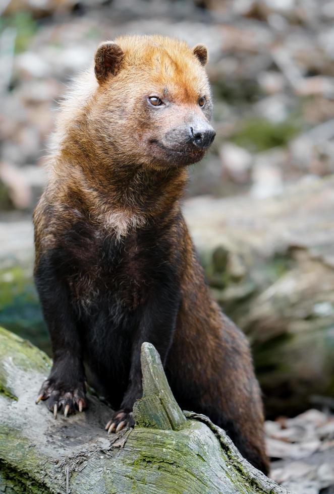 Portrait of Bush dog photo