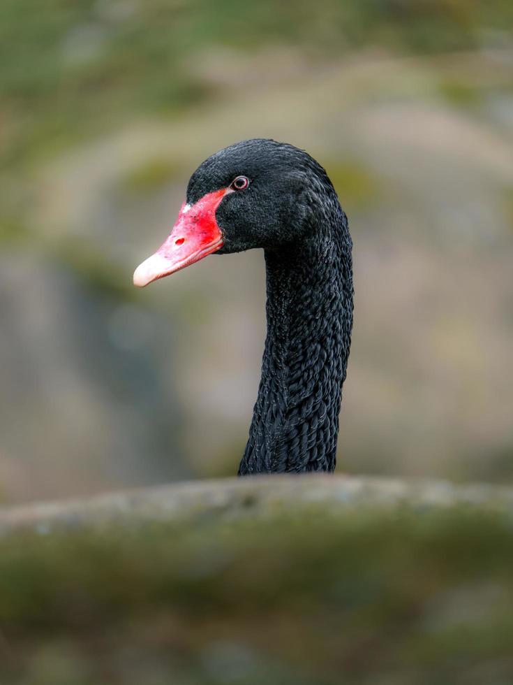 Portrait of Black swan photo