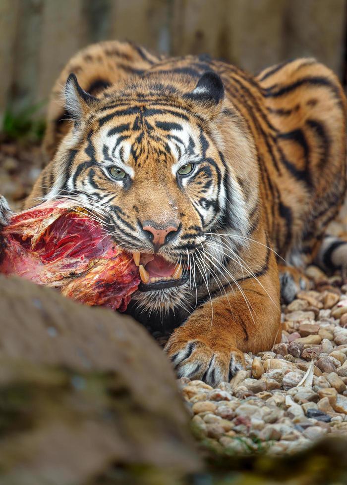 Sumatran tiger eating meat photo