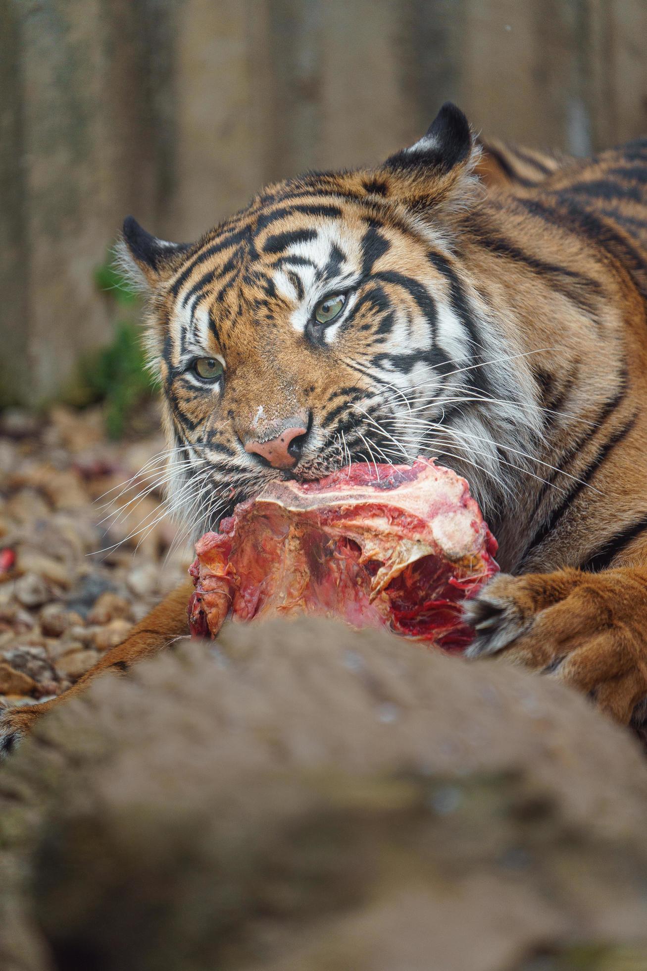 Sumatran tiger eating meat 21615668 Stock Photo at Vecteezy