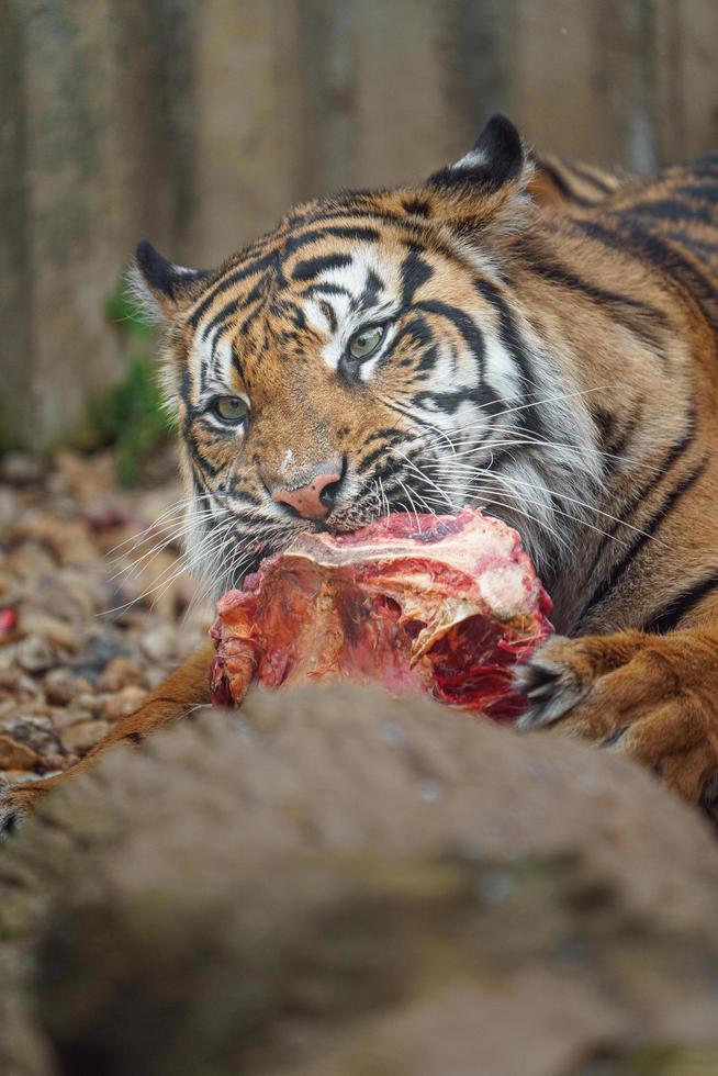 Sumatran tiger eating meat photo