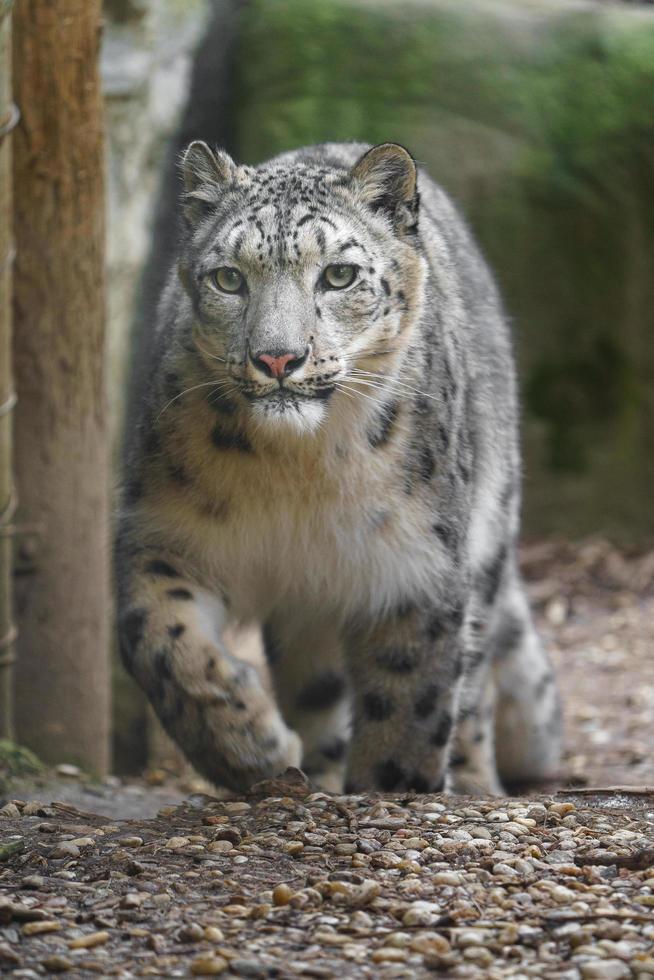 Portrait of Snow leopard photo