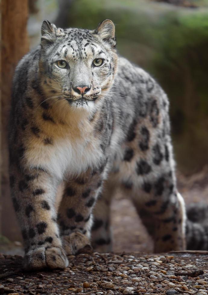 retrato de leopardo de las nieves foto