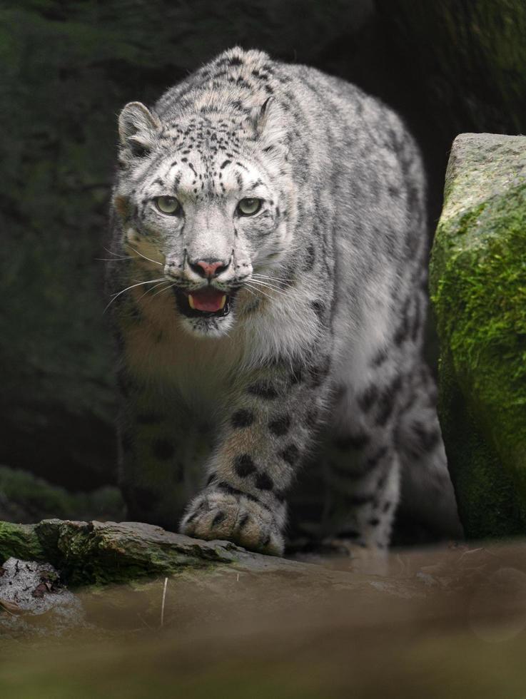 Portrait of Snow leopard photo