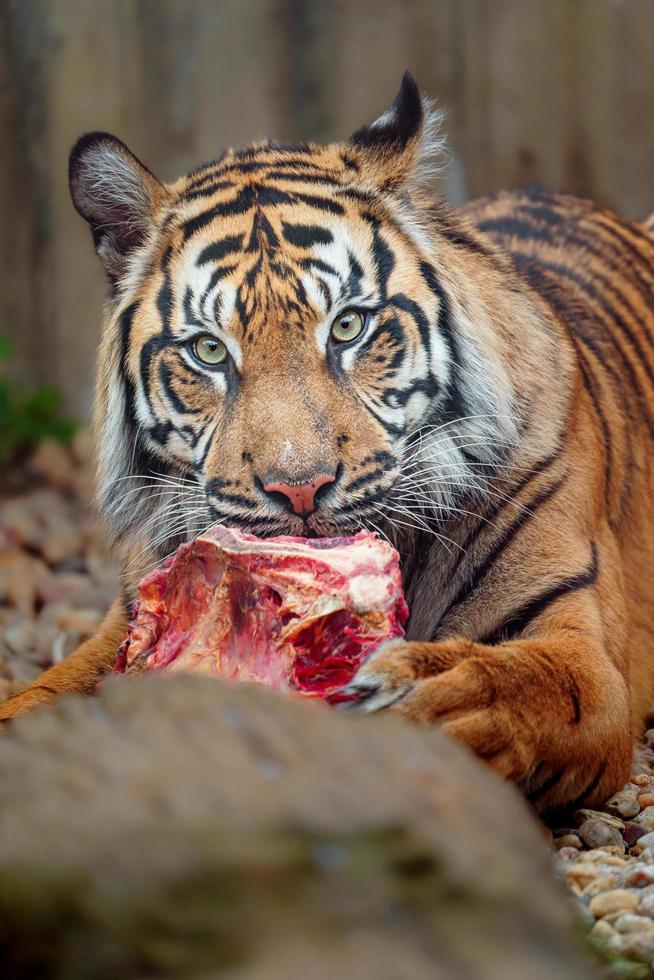 Sumatran tiger eating meat photo