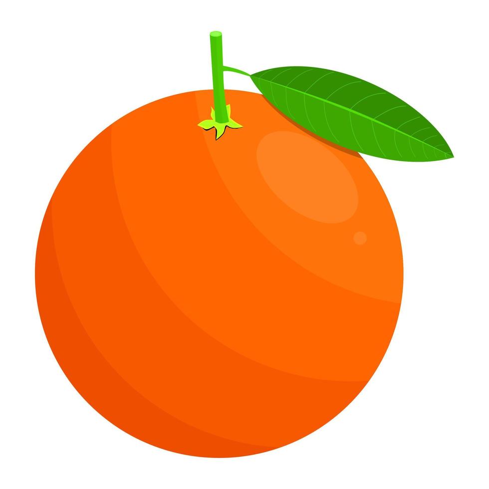 Clementine Fruit Is A Fruit That Has A Sweet And Juicy Taste. This Fruit Grows A Lot In The European Region vector