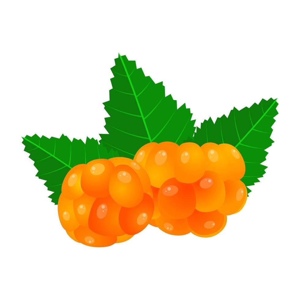 Cloudberry Is A Fruit That Has A Slightly Sweet, Sour And Juicy taste. This Fruit Grows In The Northern Hemisphere vector