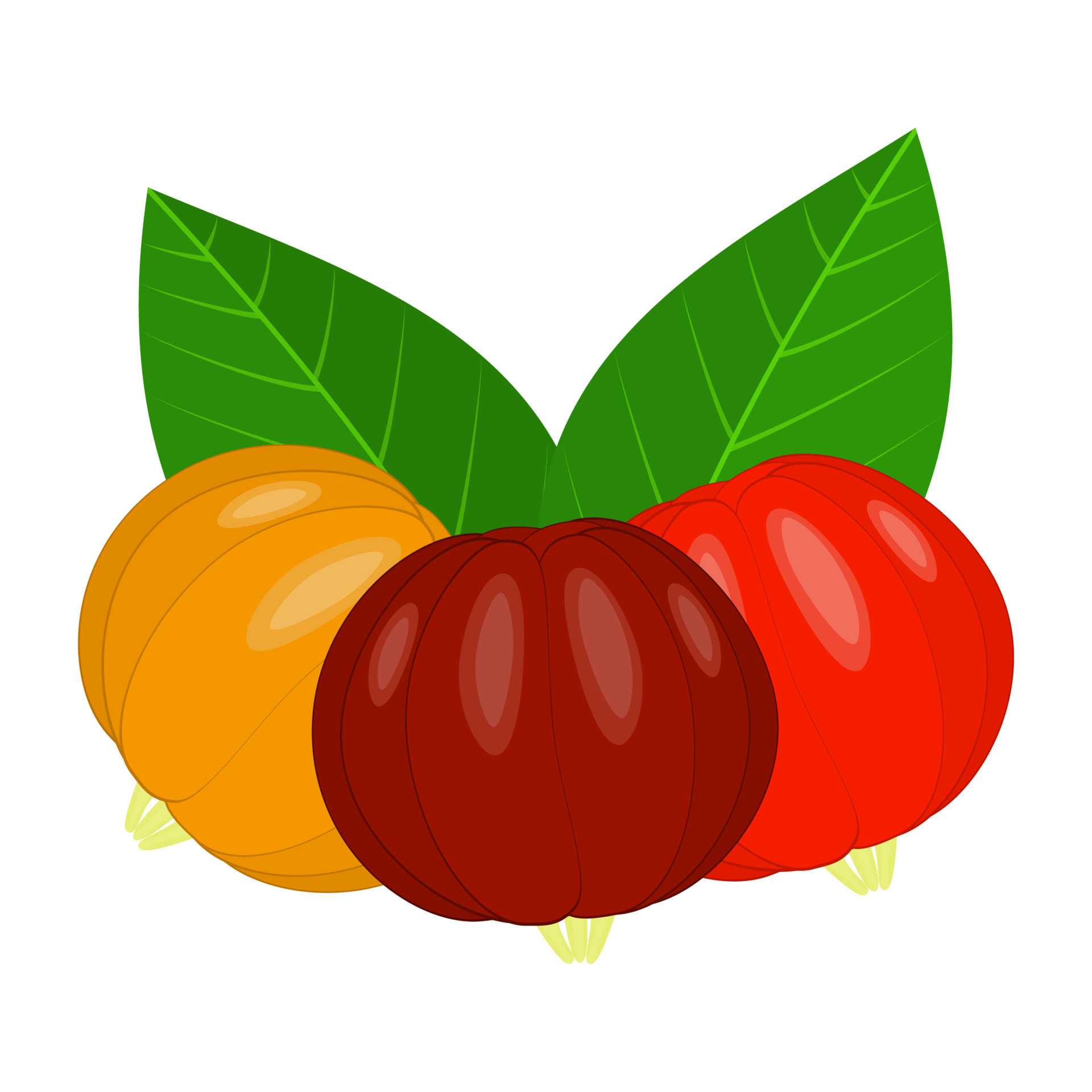 Surinam Cherry Fruit Is A Fruit That Has A Sweet And Sour Taste surinam-cherry-fruit-is-a-fruit-that-has-a-sweet-and-sour-taste