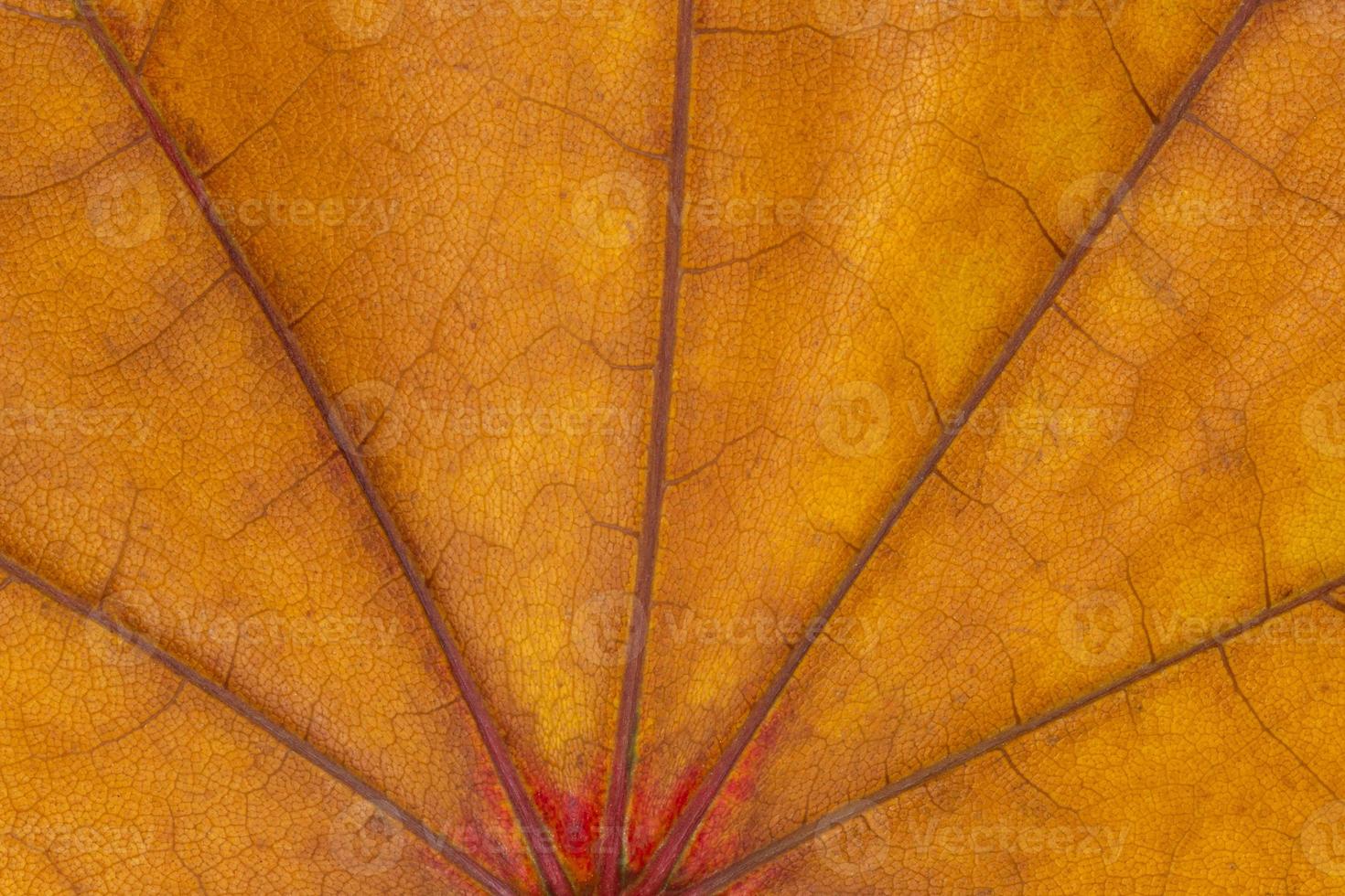 close up of dry maple leaf texture at fall photo