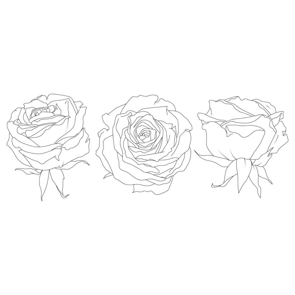 Set of rose in line art style.Drawn contour flower vector