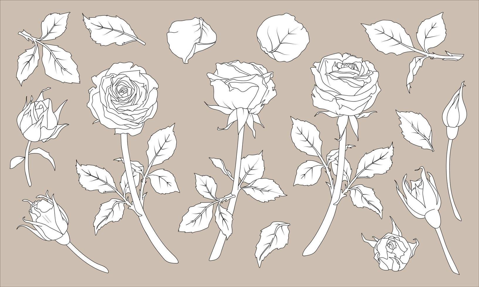 Set of illustrations of rose with stem and petals in line art style. Hand drawn flower. vector