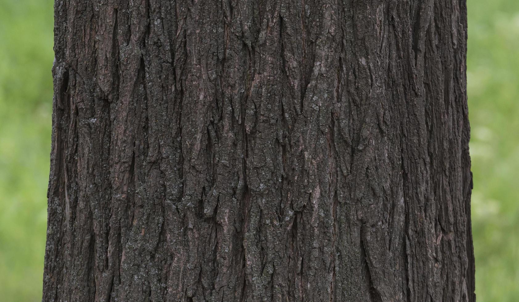 trunk of tree against green grass photo