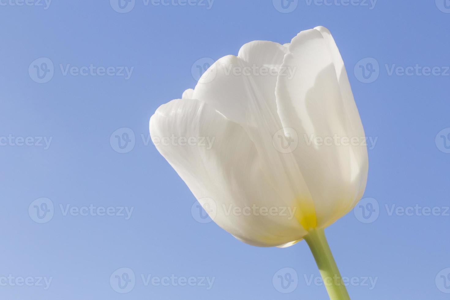 white tulip against clear blue sky photo