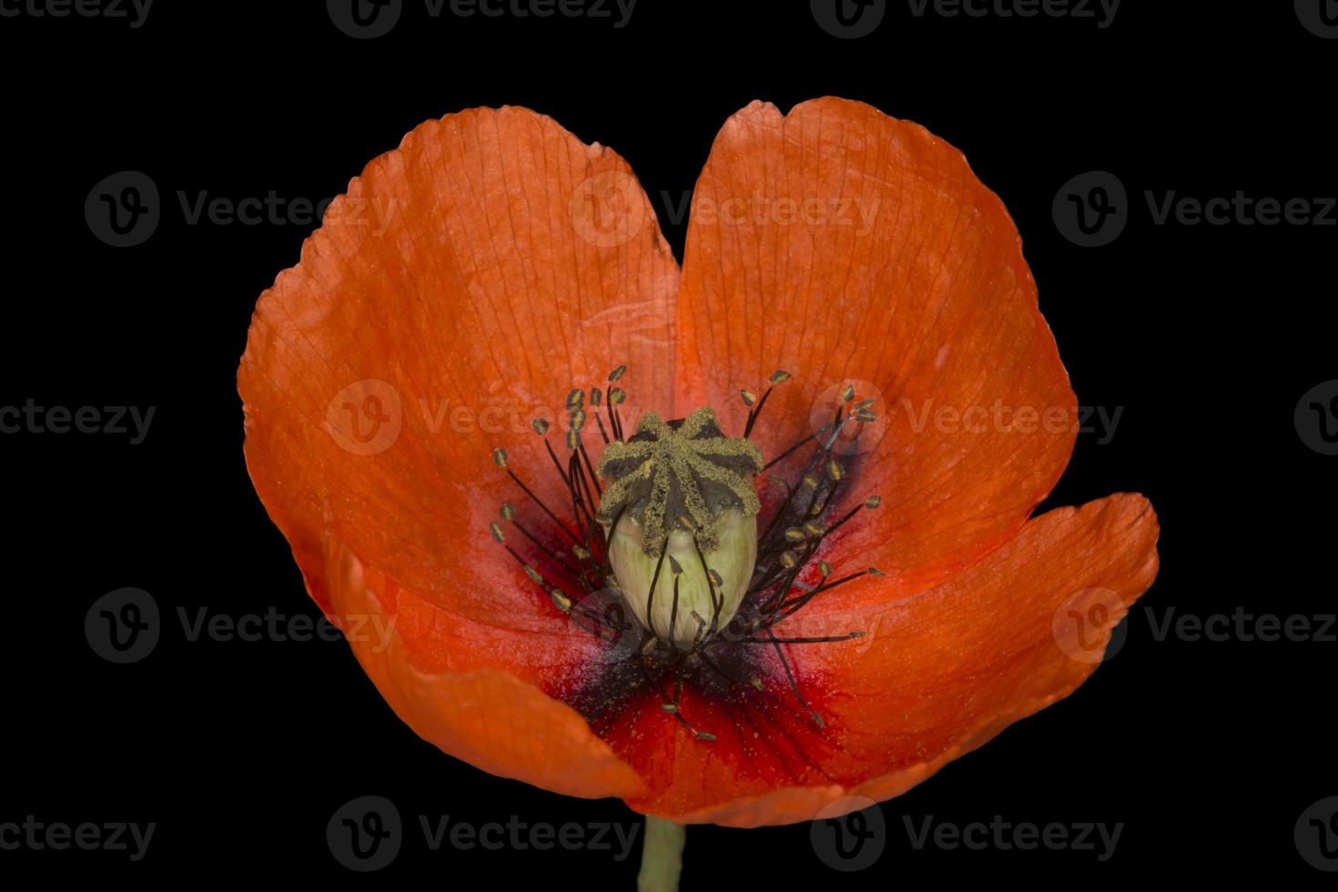 close up of red poppy flower isolated on black photo