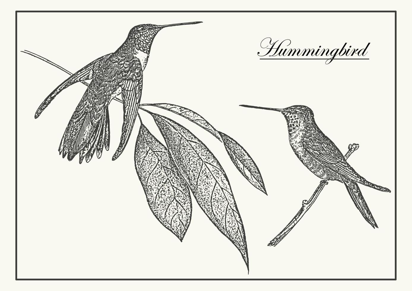 Pair of hummingbirds monochrome poster illustration. Colibri in engraving style for decoration, print, interior design. Vector realistic illustration.