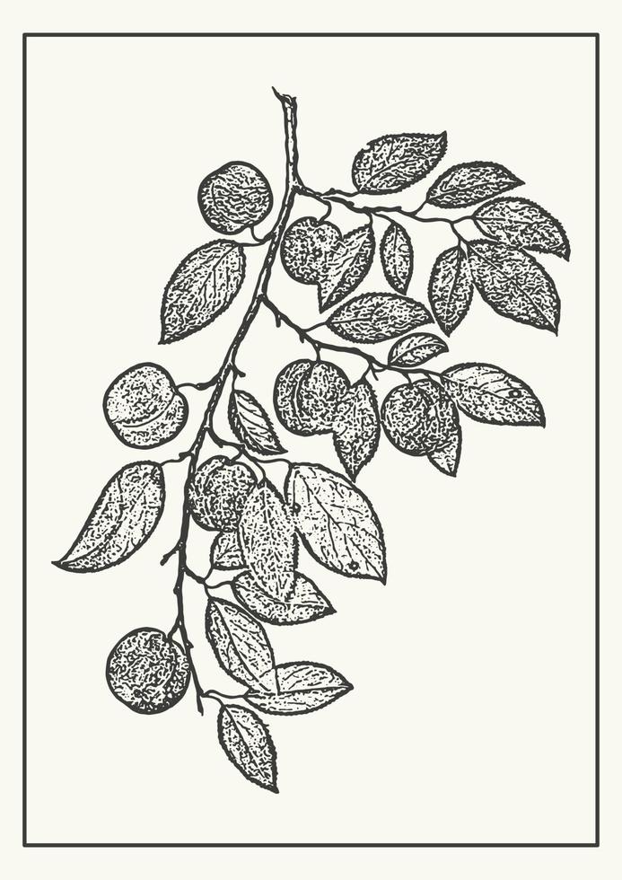 Plum on a branch botanical illustration template. Hand drawn fruit on tree in monochrome style. Vector illustration for label, poster, packaging