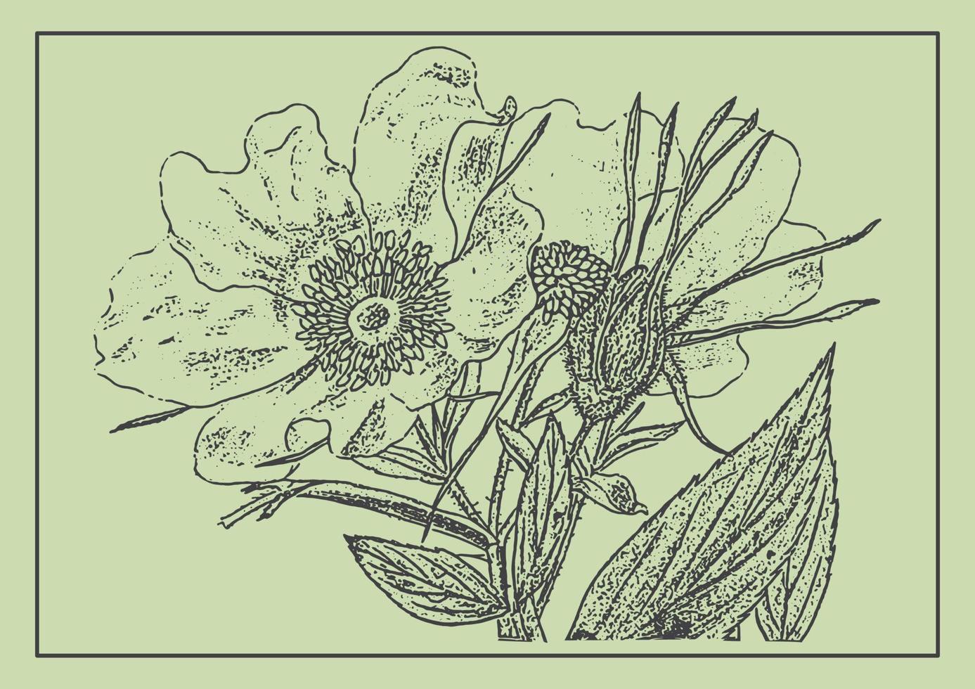 Dog-rose flower monochrome design element. Botanical drawing in engraving style. Greeting card and invitation of the wedding, birthday vector