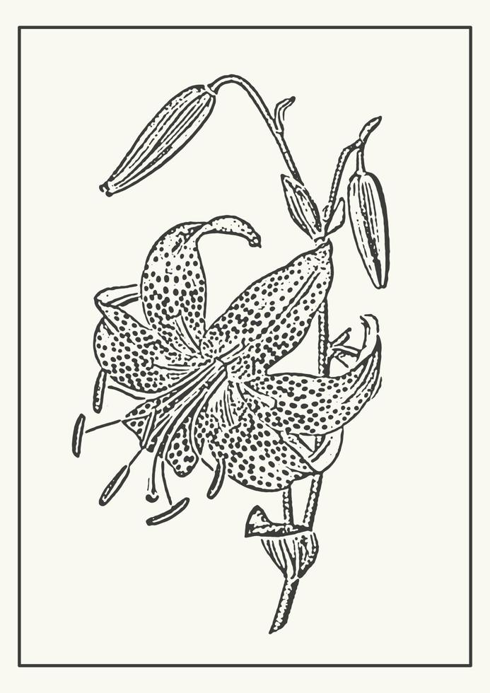 Blooming tiger lily botanical poster illustration. Sketch art in engraving style. Greeting card and invitation design of the wedding, birthday vector