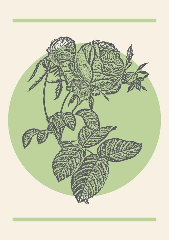 Blooming rose flower sketch poster illustration. Botanical drawing in engraving style. Design greeting card and invitation, home decor vector