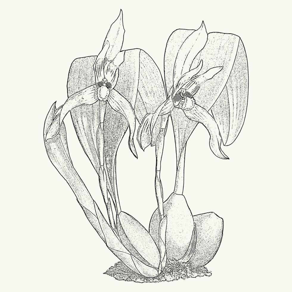 Tropical cattleya orchid flower sketch postcard. Botanical drawing in monochrome style. Greeting card and invitation design vector