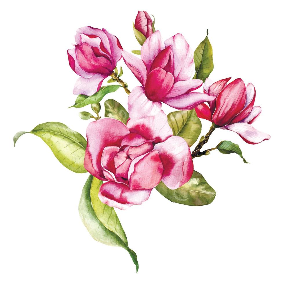 rosado magnolia flor ramo de flores acuarela ilustración, magnolia arreglo en blanco fondo, primavera floral ilustración vector