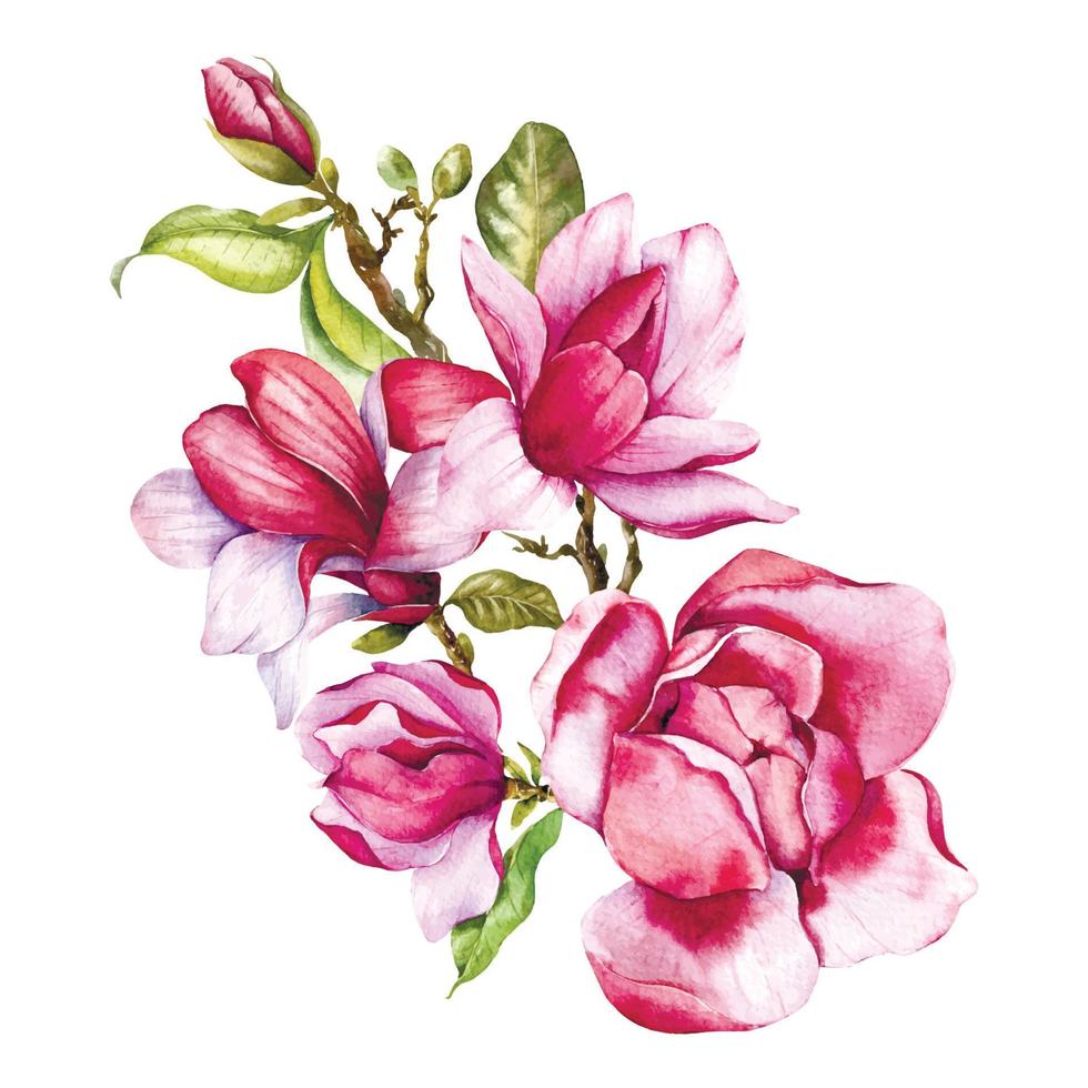 Pink magnolia Flower Bouquet Watercolor Illustration, Magnolia Arrangement on white background, Spring Floral Illustration vector