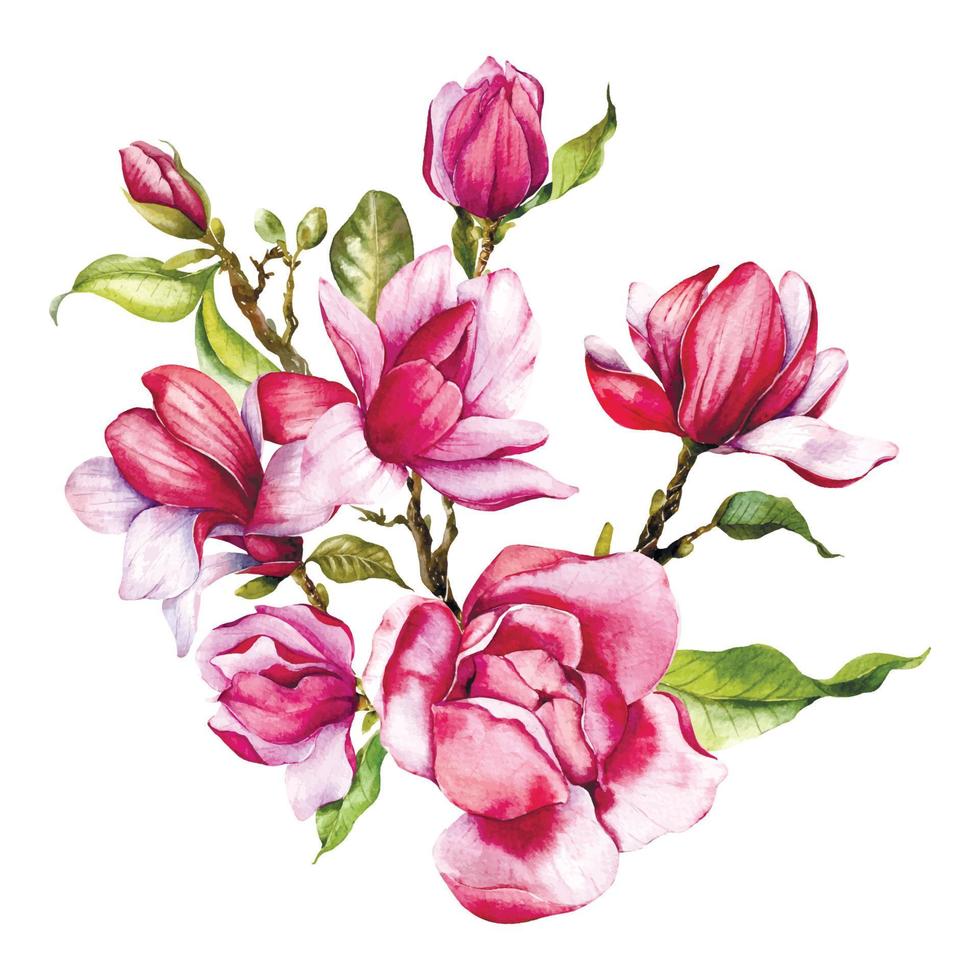 rosado magnolia flor ramo de flores acuarela ilustración, magnolia arreglo en blanco fondo, primavera floral ilustración vector