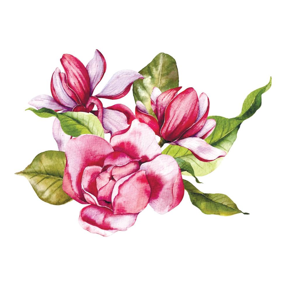 Pink magnolia Flower Bouquet Watercolor Illustration, Magnolia Arrangement on white background, Spring Floral Illustration vector