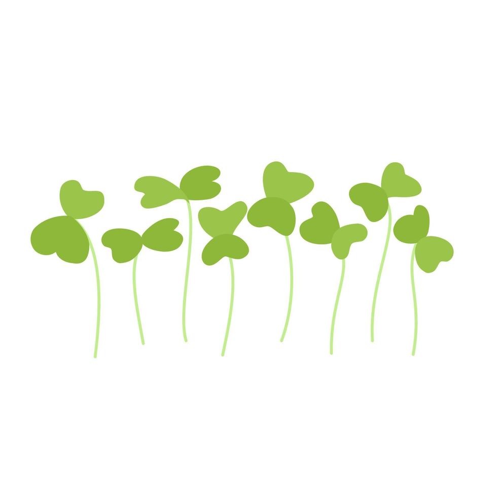 Seeds and sprouts of microgreens of arugula. Design element. Vector illustration.