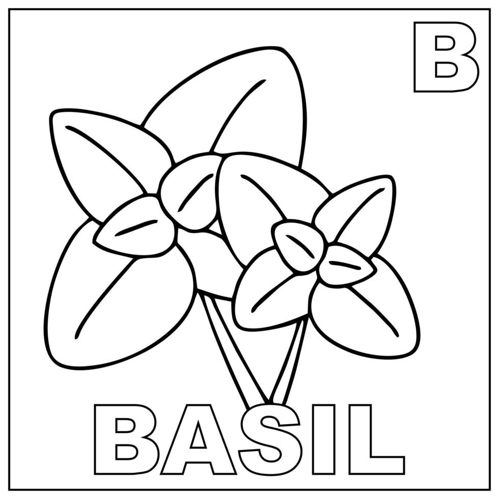 Coloring book for children Basil. Coloring page with the letter B and basil as letter B markers. Suitable for use in children coloring book design and letter recognition vector