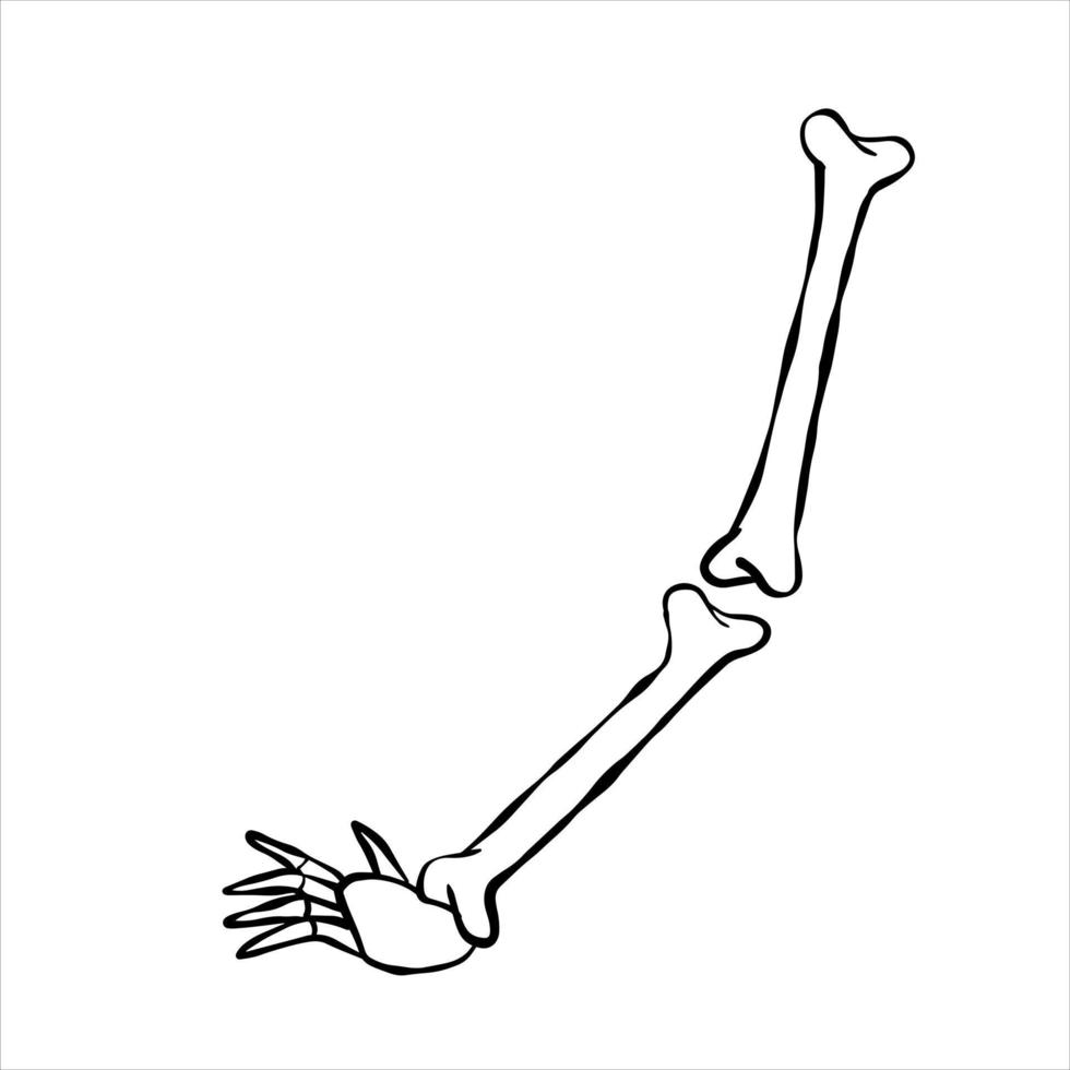 Hand of skeleton. Halloween decoration. Cartoon illustration isolated on white. vector