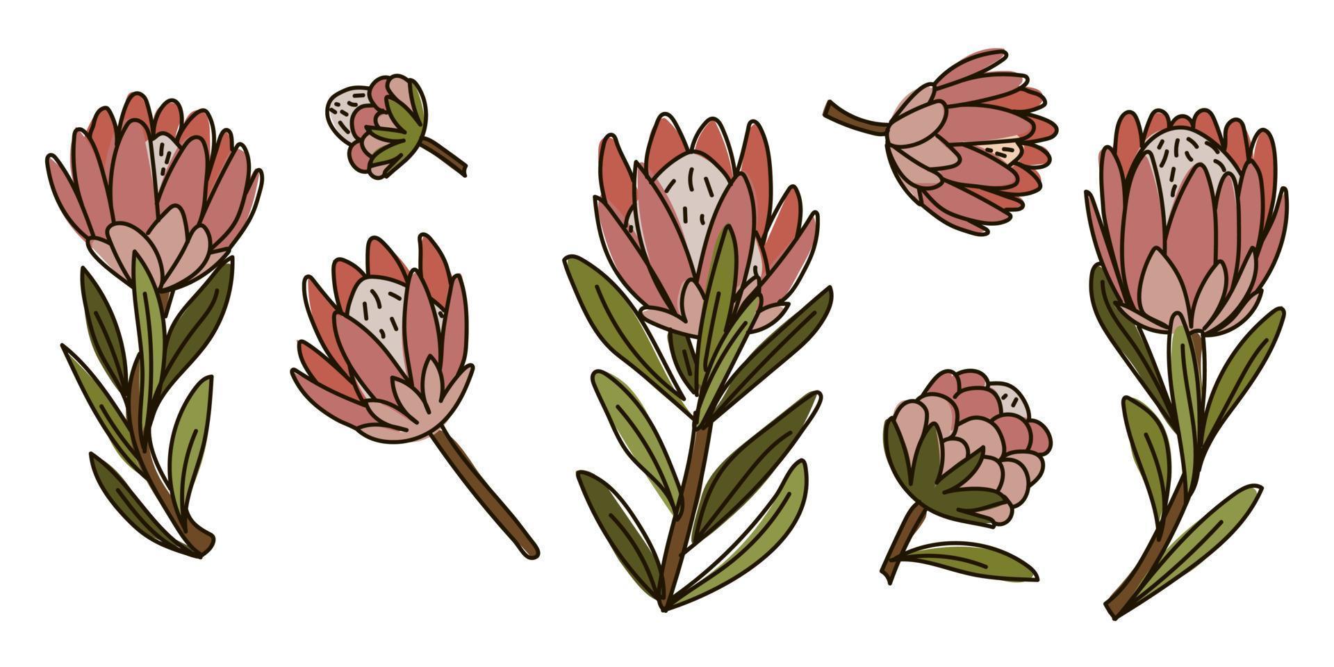 A set of vector isolated illustrations of the king protea color sketch. A collection of exotic tropical hand-painted flowers, a symbol of South Africa. Design for printing, textiles, postcards