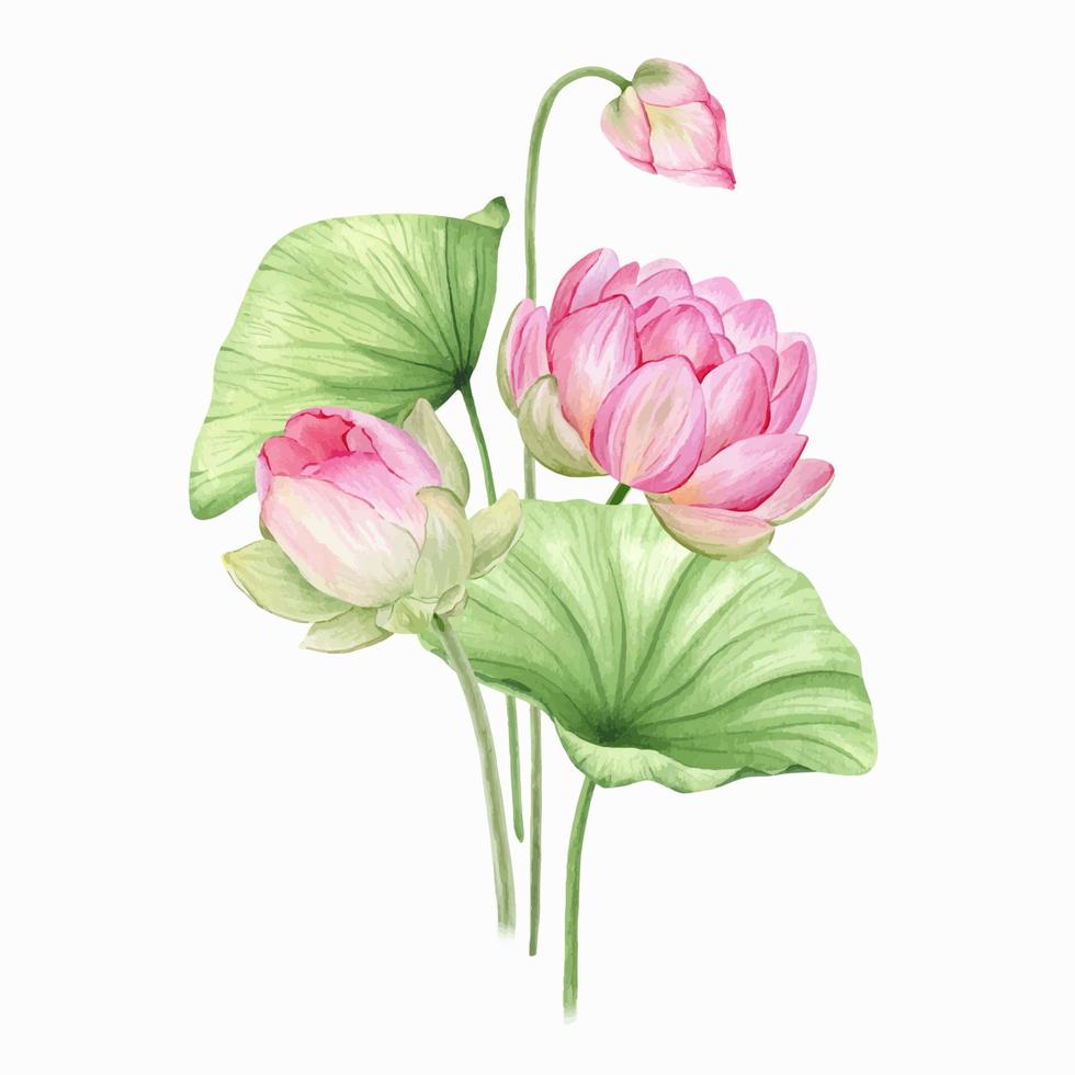 Pink lotus flowers and leaves. Watercolor illustration. Composition with lotus. Chinese water lily. Design for the design of invitations, movie posters, fabrics and other items. vector