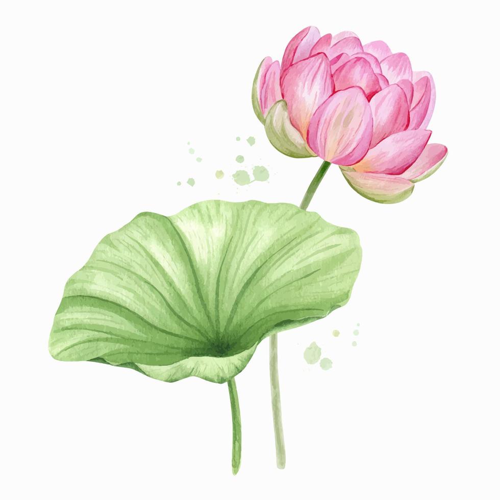 Pink lotus flowers and leaves. Watercolor illustration. Composition with lotus. Chinese water lily. Design for the design of invitations, movie posters, fabrics and other items. vector