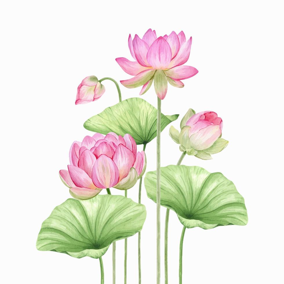 Pink lotus flowers and leaves. Watercolor illustration. Composition with lotus. Chinese water lily. Design for the design of invitations, movie posters, fabrics and other items. vector