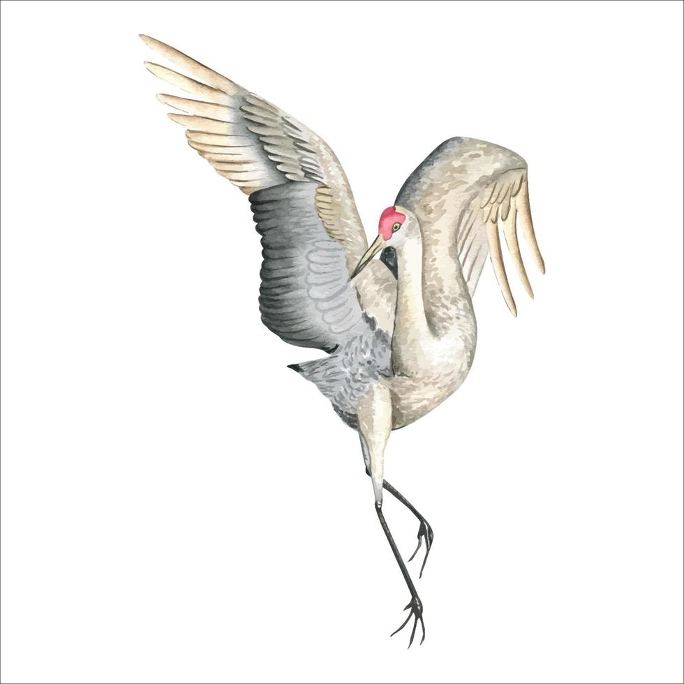 acuarela volador grua pájaro. inspirado por Japón grua pájaro volador y baile. acuarela ilustración. hermosa linda mano dibujado pintura para decoración, postales asiático cultura vector