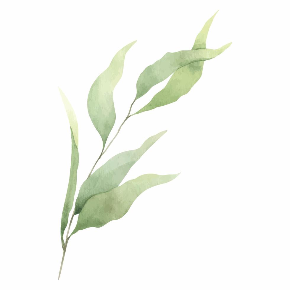 Abstract green branch with leaves. Greenery leaf. Hand-drawn illustration. For wedding invitations, postcard design and stationery. vector