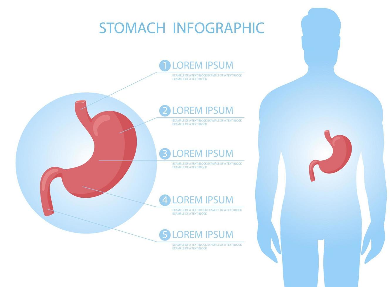 humano estómago en cuerpo infografía vector