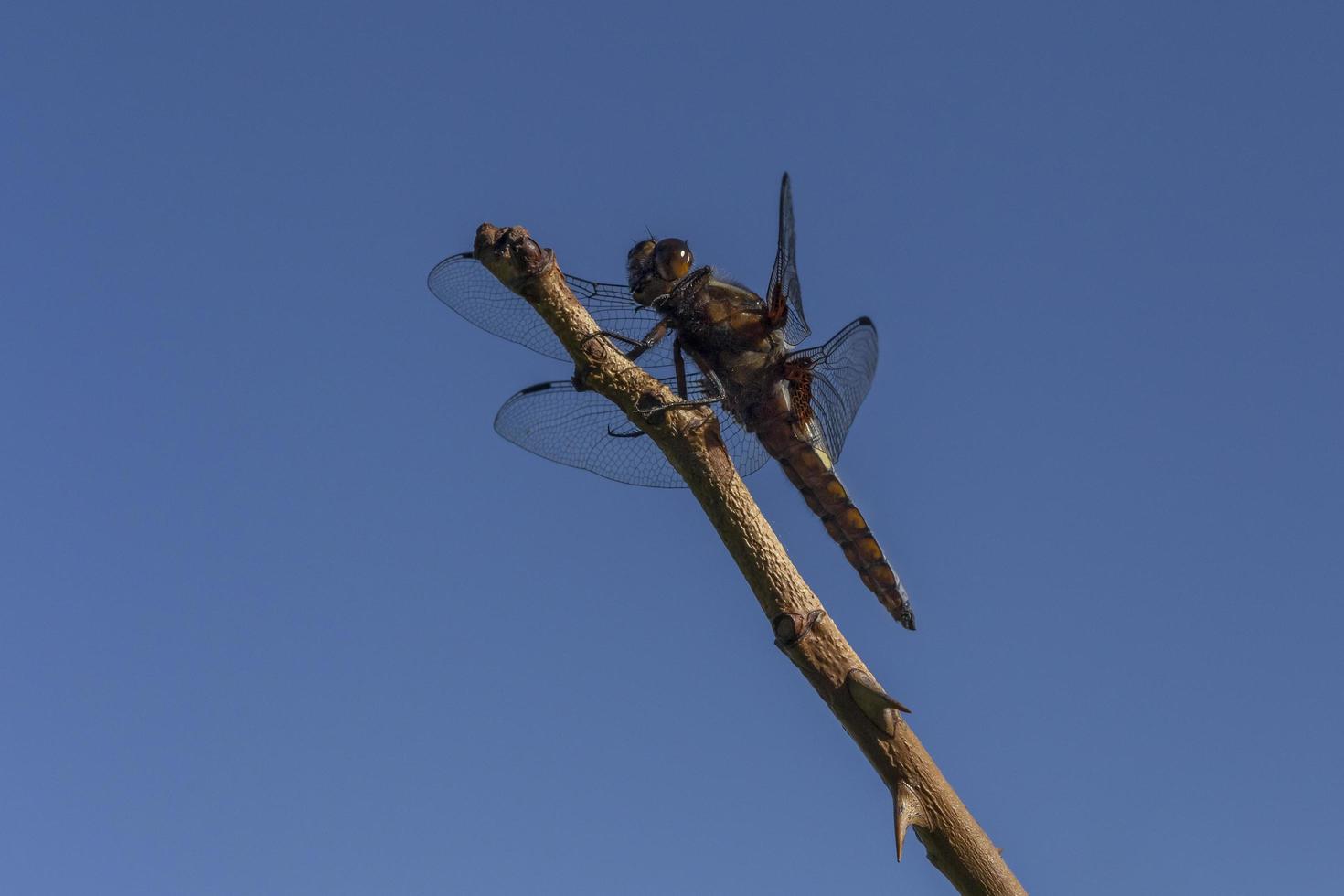 dragonfly sitting on stem against clear blue sky photo