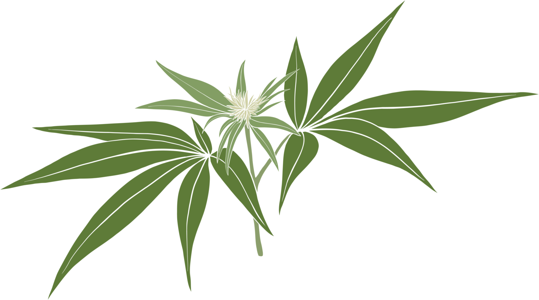 simplicity cannabis plant freehand drawing. png