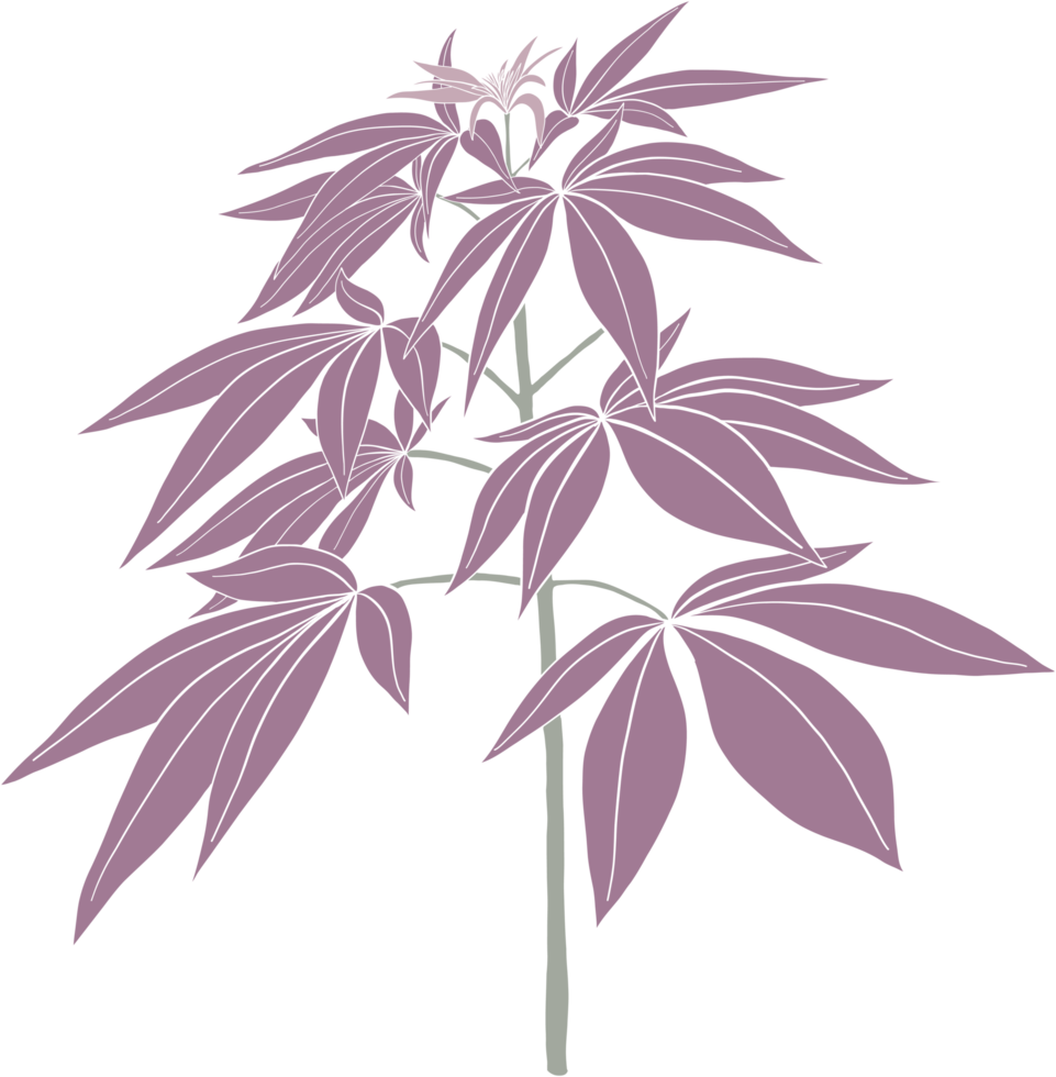 simplicity cannabis plant freehand drawing. png