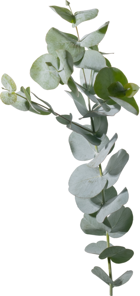 Eukalyptus Blatt ausgeschnitten auf transparent Hintergrund. png