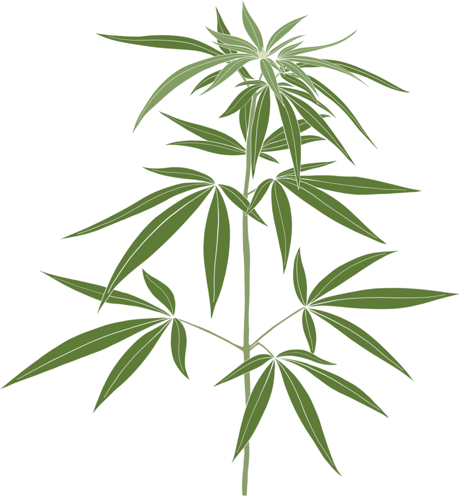 simplicity cannabis plant freehand drawing. png