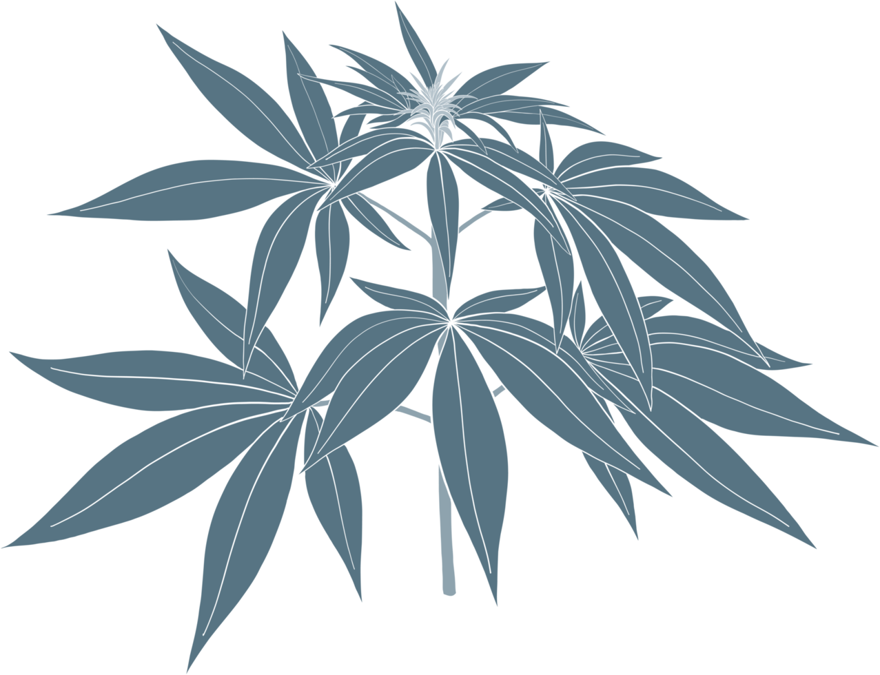 simplicity cannabis plant freehand drawing. png