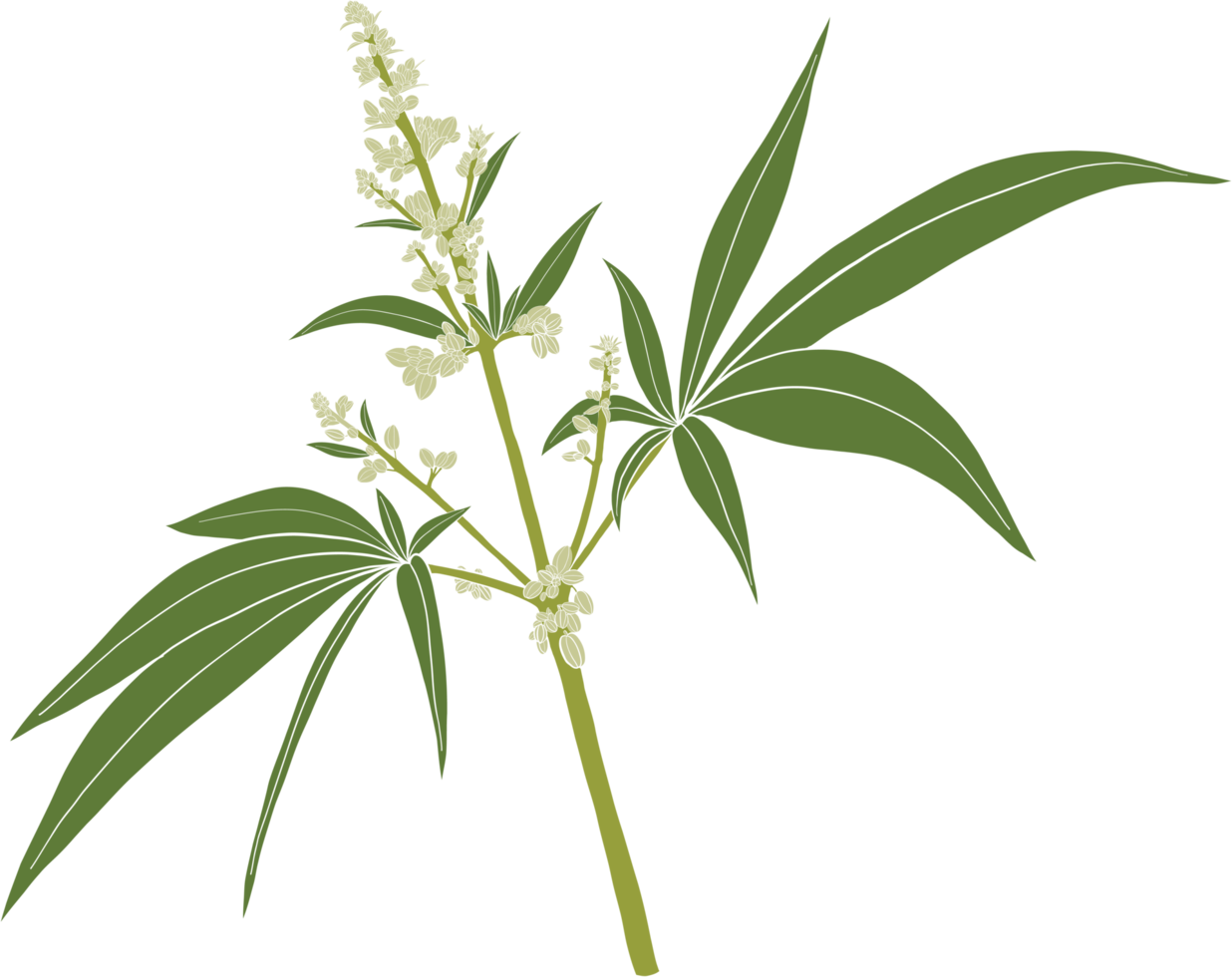 Einfachheit Cannabis Pflanze freihändig Zeichnung. png
