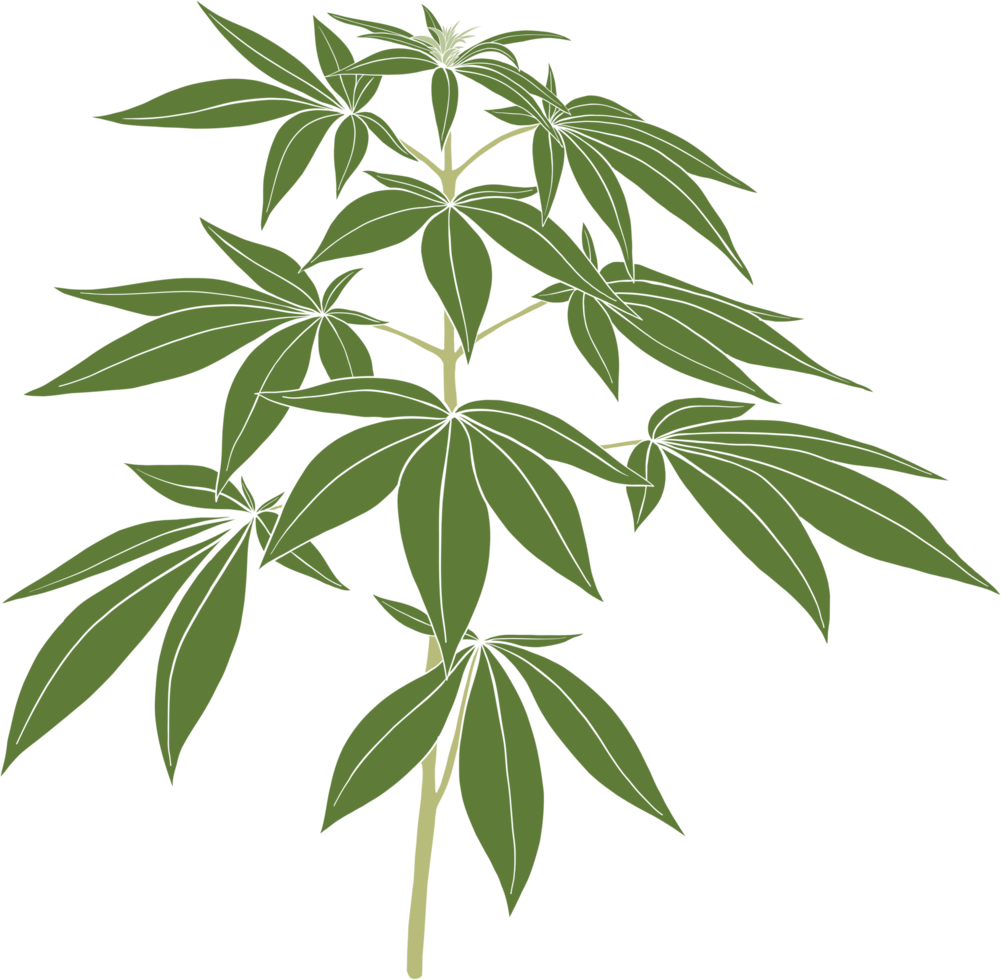 simplicity cannabis plant freehand drawing. png