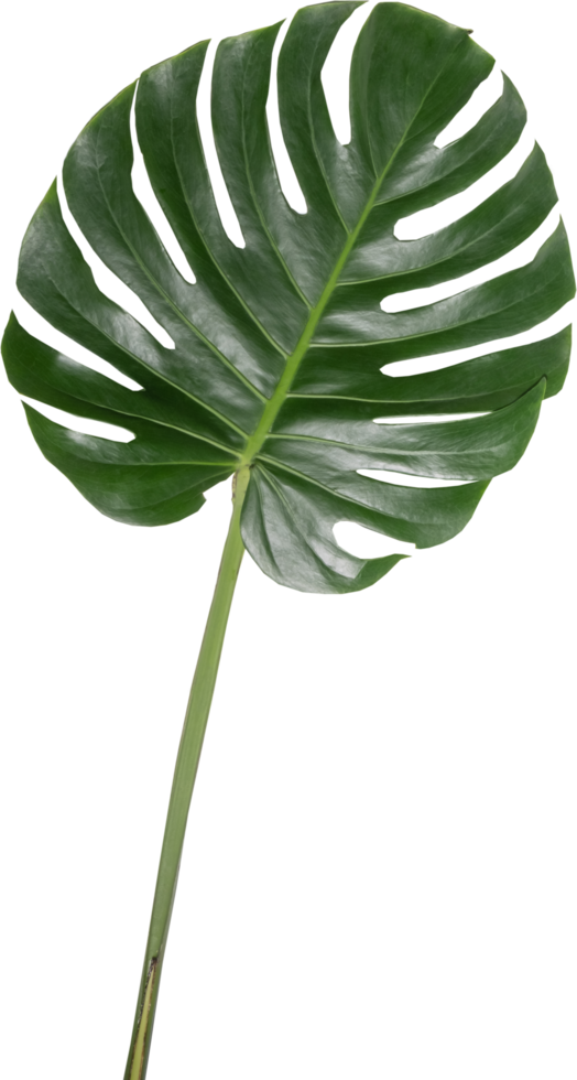 monstera feuille coupé sur transparent Contexte. png