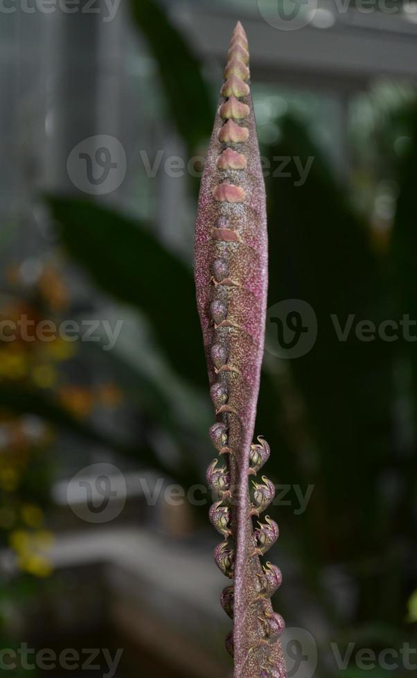Seed Pod with a Twist Moving Up to Sky photo