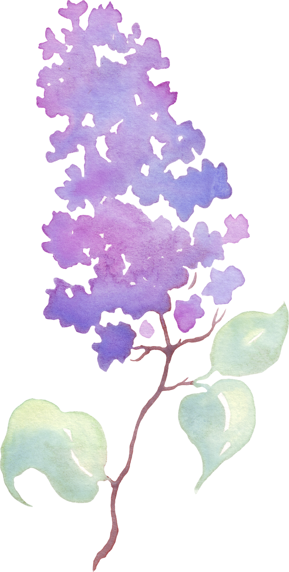 Lilac Flower Watercolor Illustration Hand Painting 21623031 Png Lilac Flower Watercolor Illustration Hand Painting 21623031 Png